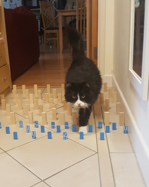 Victoria H. Obstacle Course for pet